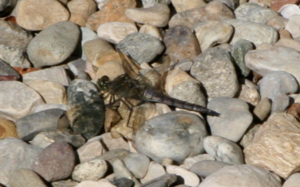 Copula di Orthetrum cancellatum?  S